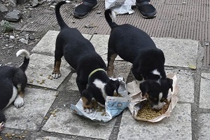 dog feeding drive 2021 dog feeding drive 2021