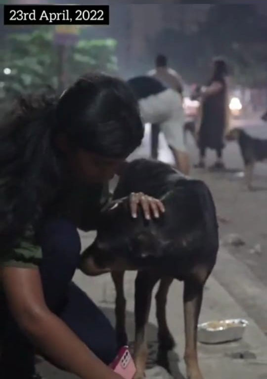 stray doggies feeding drive 2