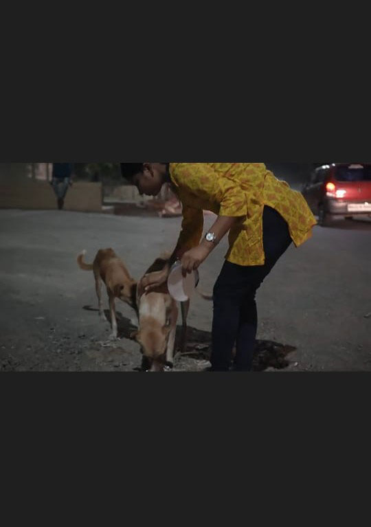 stray doggies feeding drive 3