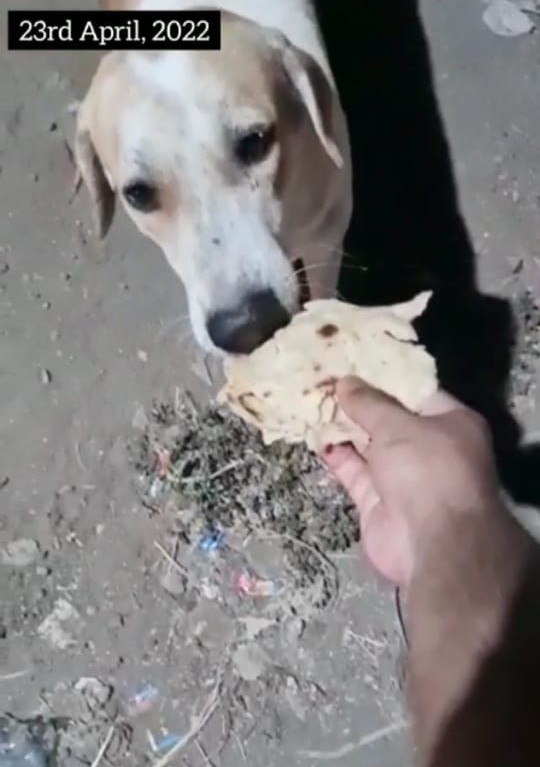 stray doggies feeding drive 4