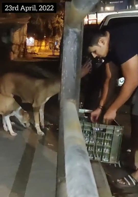 stray doggies feeding drive 6