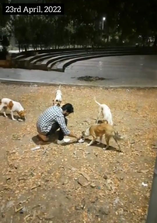 stray doggies feeding drive 7