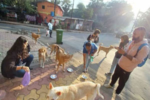 animal feeding drive