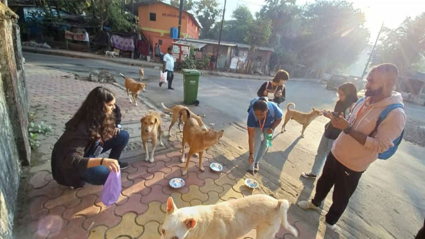 animal feeding drive 1
