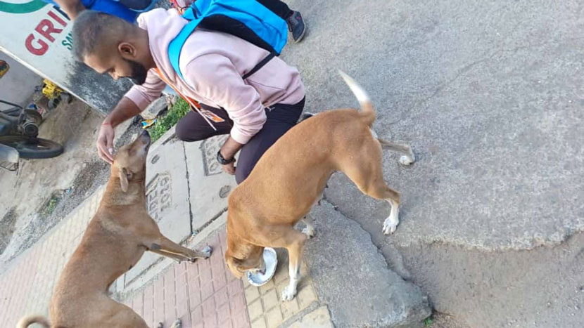 animal feeding drive 4